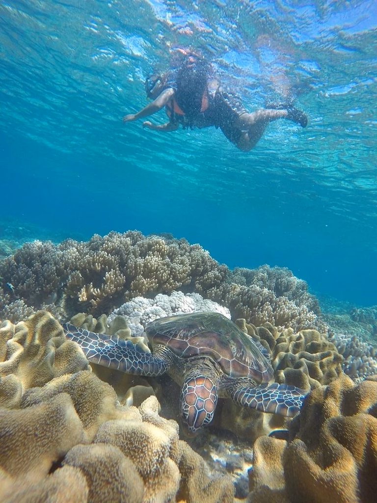 A green sea turtle rests on a coral reef at Apo Island, Negros Oriental, Philippines, while a snorkeler swims at the surface above in clear turquoise water, shot from an underwater perspective looking upward.