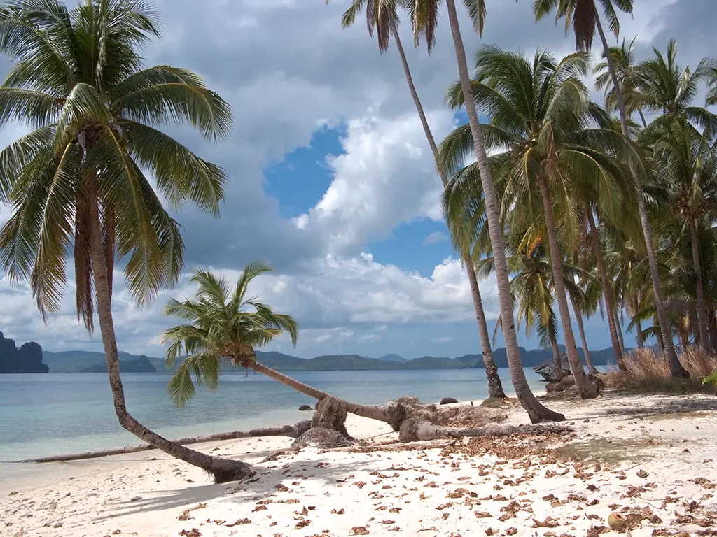 Corong Corong Beach, coconut palm trees, El Nido, Palawan Island, Philippines.