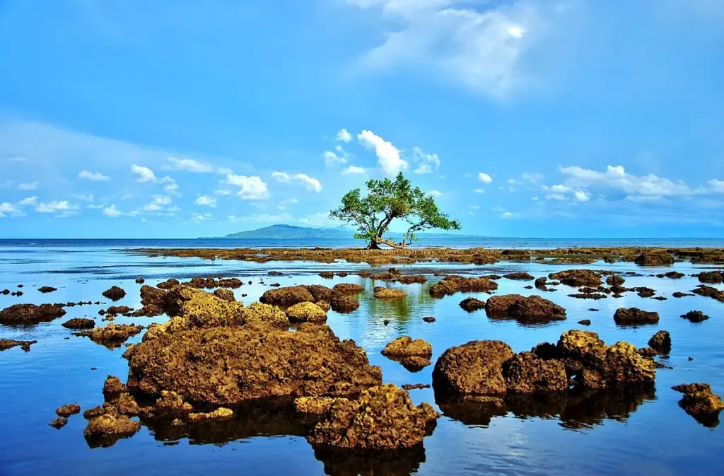 lone mangrove tree in cagbalete island by say bernardo