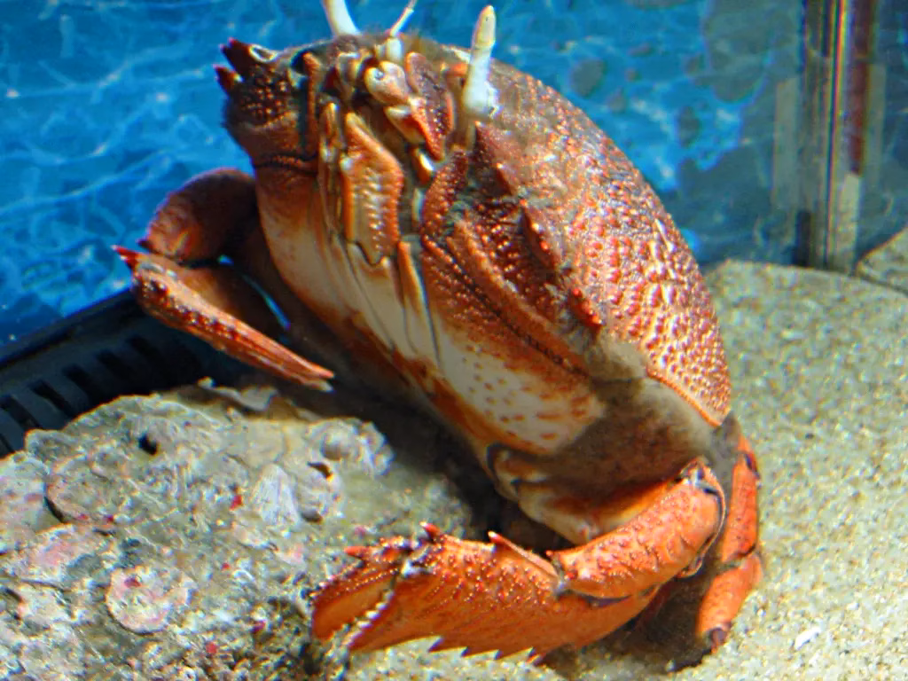 This ia a picture of a Curacha - which is a giant red crab that looks like it came straight out of a sci-fi movie. This is typically served with Alavar sauce, a spicy coconut-based gravy that’ll make you want to write poetry and dip everything in it (yes, even your fingers).