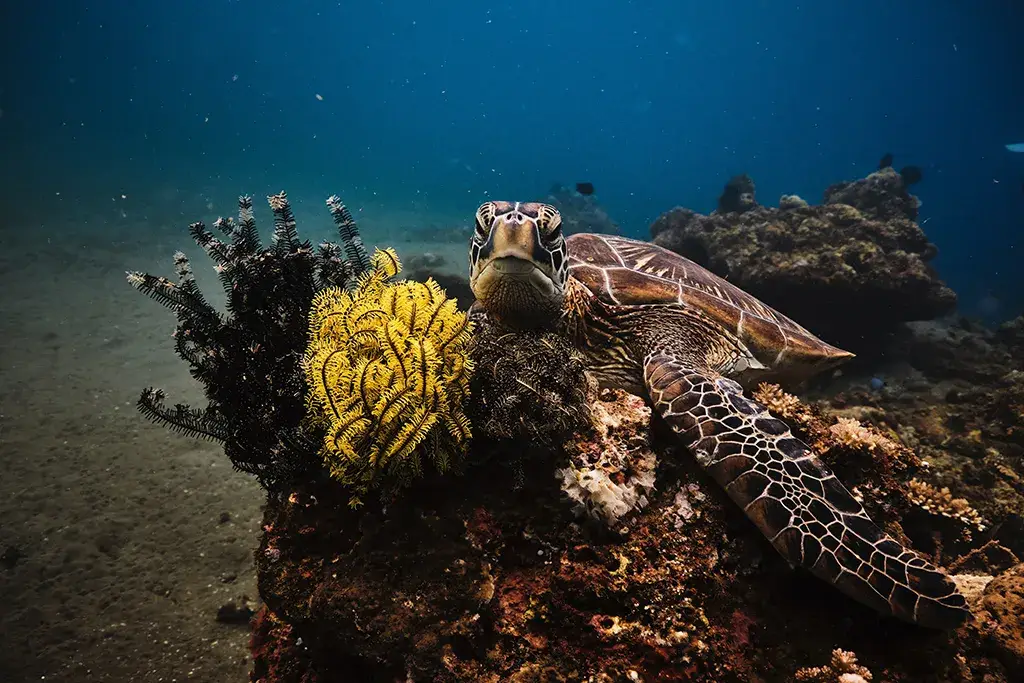 An underwater picture of a sea turtle relaxing on a reef. This is a Philippine travel tips for divers!