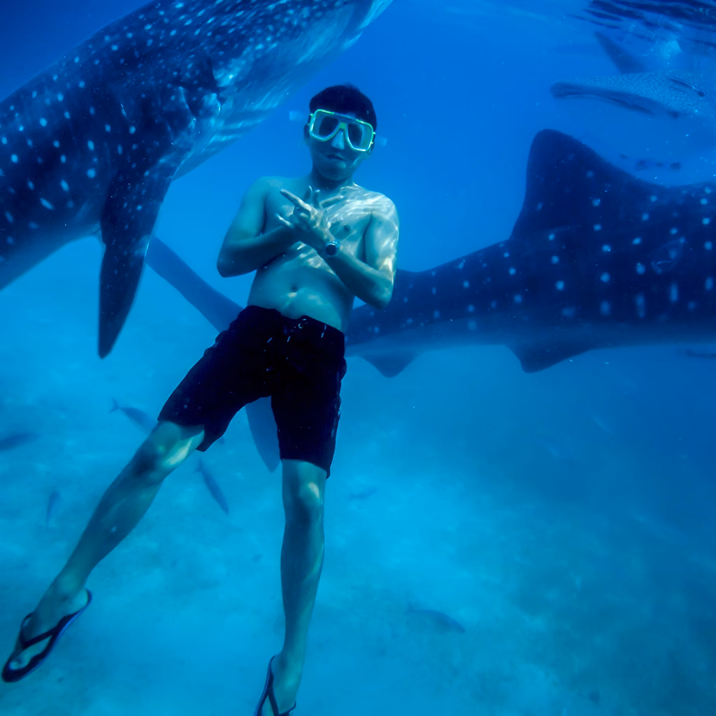 An underwater photo of someone snorkeling with the whale sharks in Donsol, Philippines.