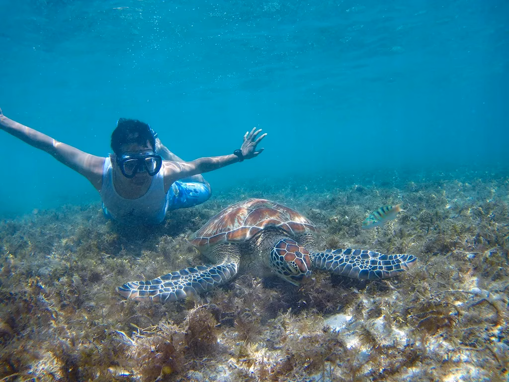 A snorkeler swimming alongside a sea turtle in the vibrant coral gardens of Apo Island.