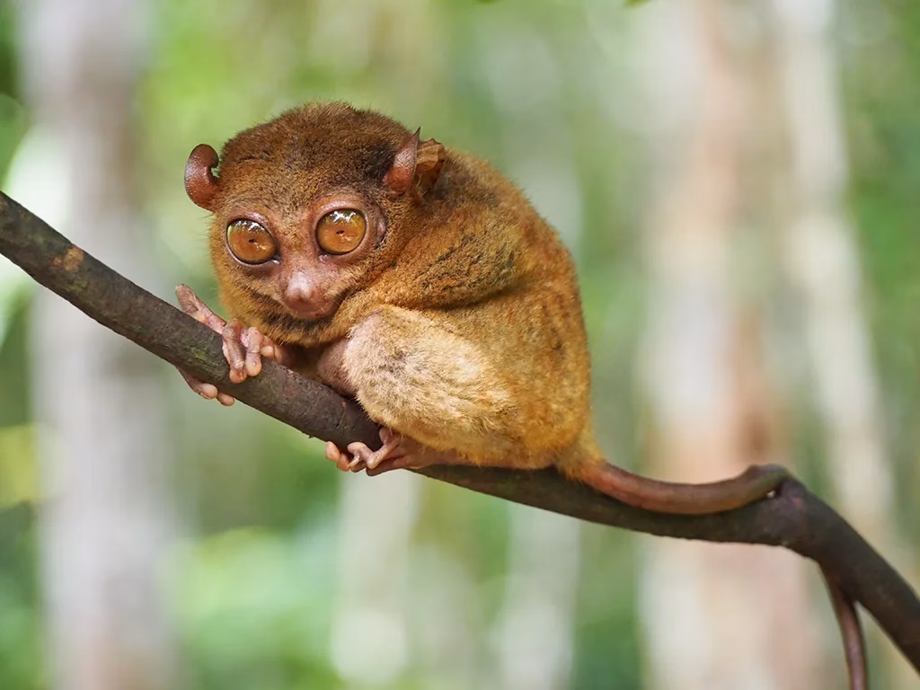 A Tarsier in Bohol, Philippines. It's a fact that this tiny creature is unique to the Philippines.