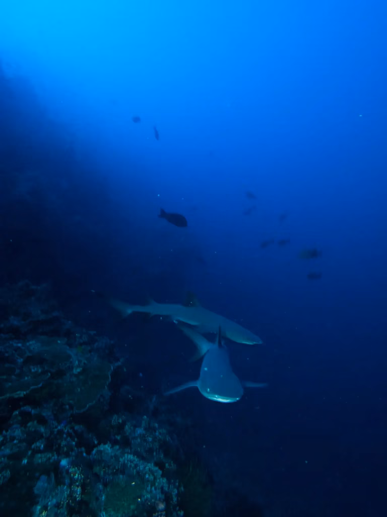 This is another underwater picture of a couple of sharks and other fish swimming in the waters of the Tubbataha Reefs Natural Park.