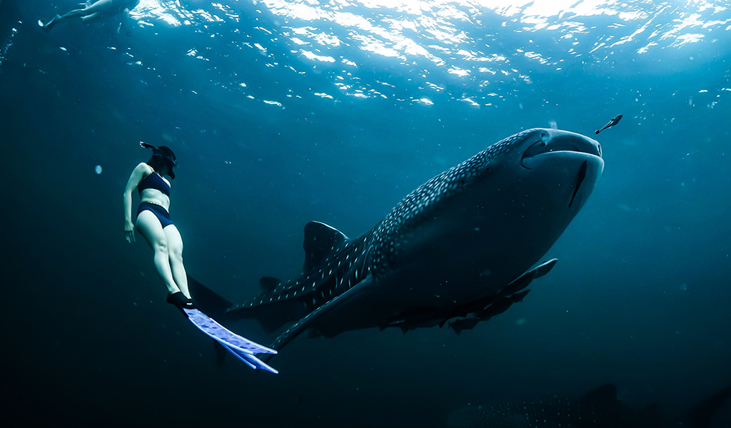 Whale shark near the surface at Oslob, southern Cebu, Philippines, with a snorkeler nearby
