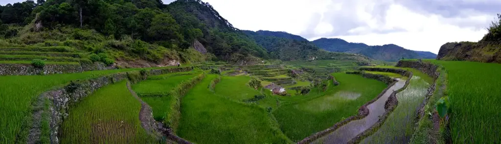 panoramic shot of the maligcong rice terraces
