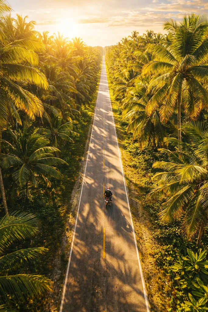 The famous symmetrical coconut tree roads that have become Siargao's most recognizable Instagram image